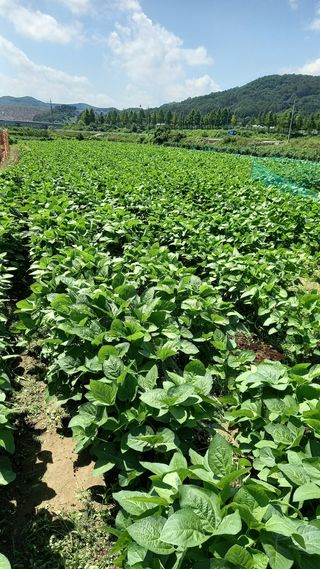힐링나마시님의 콩 · 영농일지 작성글 사진