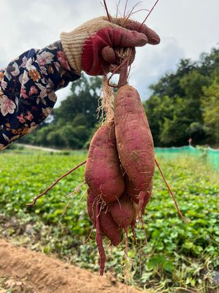 엘림농장님의 자유주제 · 자유게시판 작성글 사진