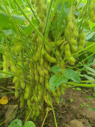 엘림농장님의 자유주제 · 자유게시판 작성글 사진