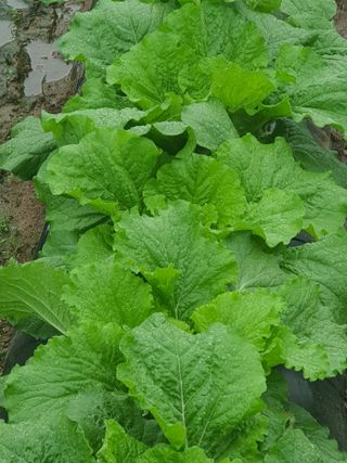 엘림농장님의 자유주제 · 자유게시판 작성글 사진