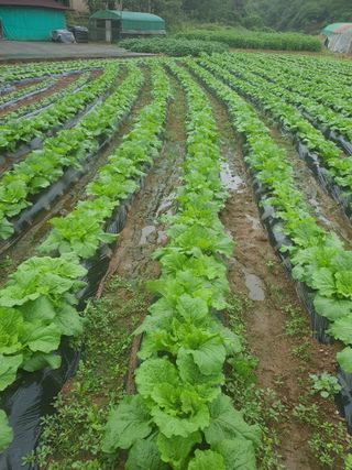 엘림농장님의 자유주제 · 자유게시판 작성글 사진