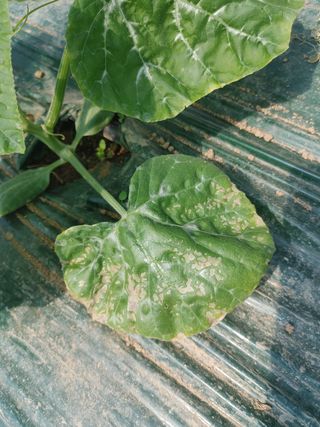 KJH님의 호박 · 병해충상담 작성글 사진