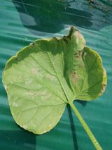 팜모닝 호박·병해충상담 게시글 이미지