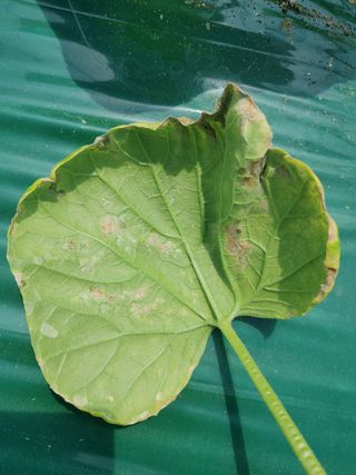 KJH님의 호박 · 병해충상담 작성글 사진