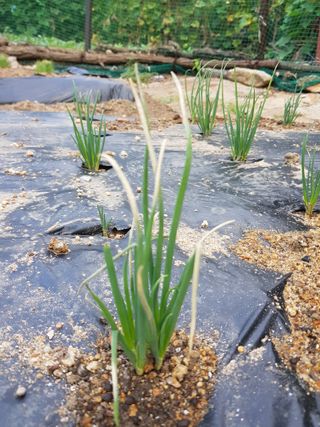 담디농원님의 파 · 자유게시판 작성글 사진