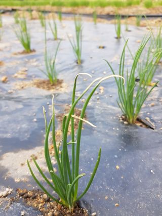 담디농원님의 파 · 자유게시판 작성글 사진