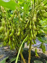 팜모닝 콩·자유게시판 게시글 이미지