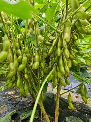 서상진님의 콩 · 자유게시판 작성글 사진