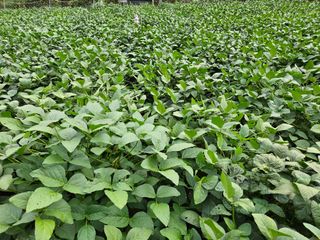 서상진님의 콩 · 자유게시판 작성글 사진