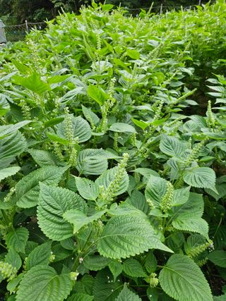 서상진님의 콩 · 자유게시판 작성글 사진