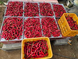 서상진님의 콩 · 자유게시판 작성글 사진