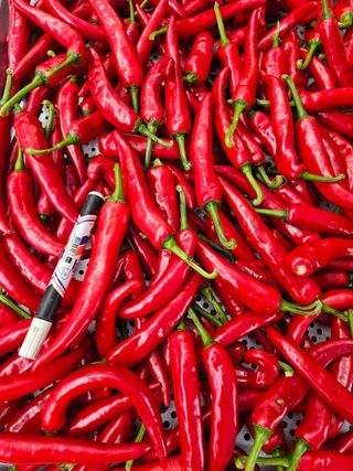 서상진님의 콩 · 자유게시판 작성글 사진