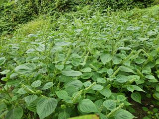서상진님의 콩 · 자유게시판 작성글 사진