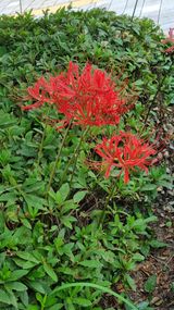 팜모닝 윷놀이 끝! 어떠셨나요?·참여글 게시글 이미지