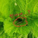 팜모닝 양배추·영농일지 게시글 이미지