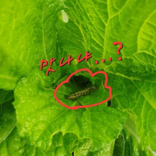 이소영님의 양배추 · 영농일지 작성글 사진