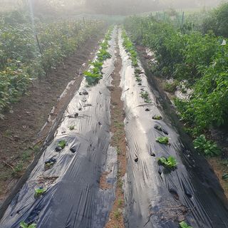 이소영님의 양배추 · 영농일지 작성글 사진