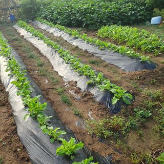 이소영님의 양배추 · 영농일지 작성글 사진