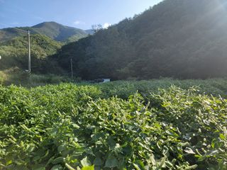  영천 천정구님의 들깨 · 자유게시판 작성글 사진