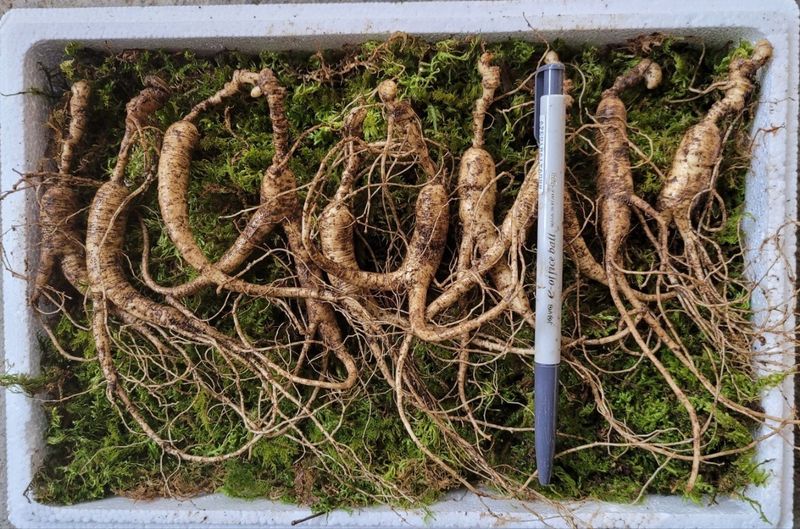 신재용님의 장터 판매 상품 [장뇌삼 파격 할인판매 ] 첨부 사진