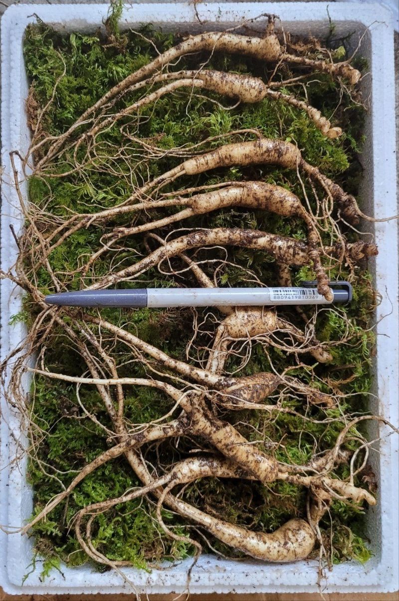 신재용님의 장터 판매 상품 [장뇌삼 파격 할인판매 ] 첨부 사진