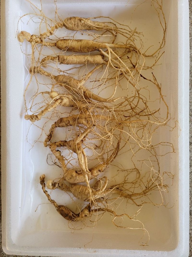 신재용님의 장터 판매 상품 [장뇌삼 파격 할인판매 ] 첨부 사진