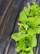 팜모닝 배추·병해충상담 게시글 이미지