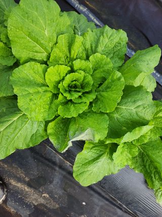 최영희님의 배추 · 병해충상담 작성글 사진