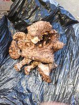 팜모닝 윷놀이 끝! 어떠셨나요?·참여글 게시글 이미지