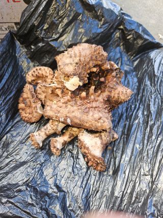 우리집-머슴님의 윷놀이 끝! 어떠셨나요? · 참여글 작성글 사진