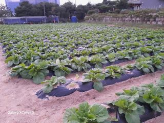 백두석님의 배추 · 병해충상담 작성글 사진