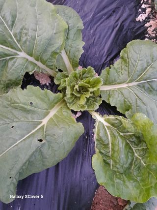 백두석님의 배추 · 병해충상담 작성글 사진