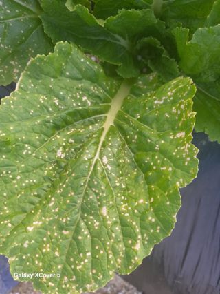 백두석님의 배추 · 병해충상담 작성글 사진