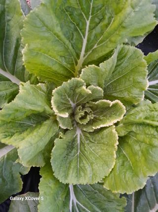 백두석님의 배추 · 병해충상담 작성글 사진