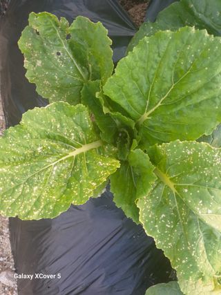 백두석님의 배추 · 병해충상담 작성글 사진