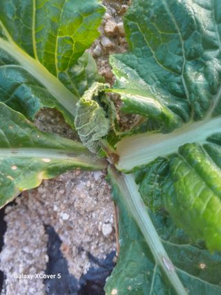 백두석님의 배추 · 병해충상담 작성글 사진