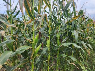 윤희님의 옥수수 · 자유게시판 작성글 사진