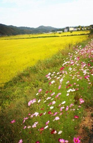 김갑수님의 윷놀이 끝! 어떠셨나요? · 참여글 작성글 사진
