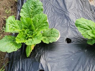 병아리농사꾼님의 배추 · 병해충상담 작성글 사진