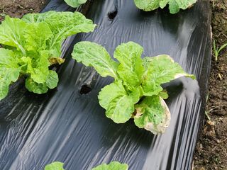 병아리농사꾼님의 배추 · 병해충상담 작성글 사진