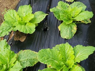 병아리농사꾼님의 배추 · 병해충상담 작성글 사진