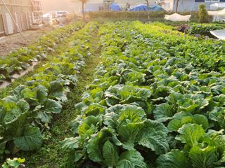 병아리농사꾼님의 배추 · 병해충상담 작성글 사진