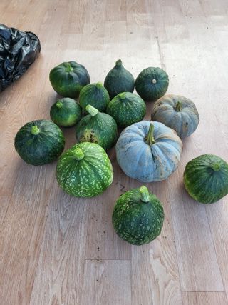 정정숙님의 윷놀이 끝! 어떠셨나요? · 참여글 작성글 사진