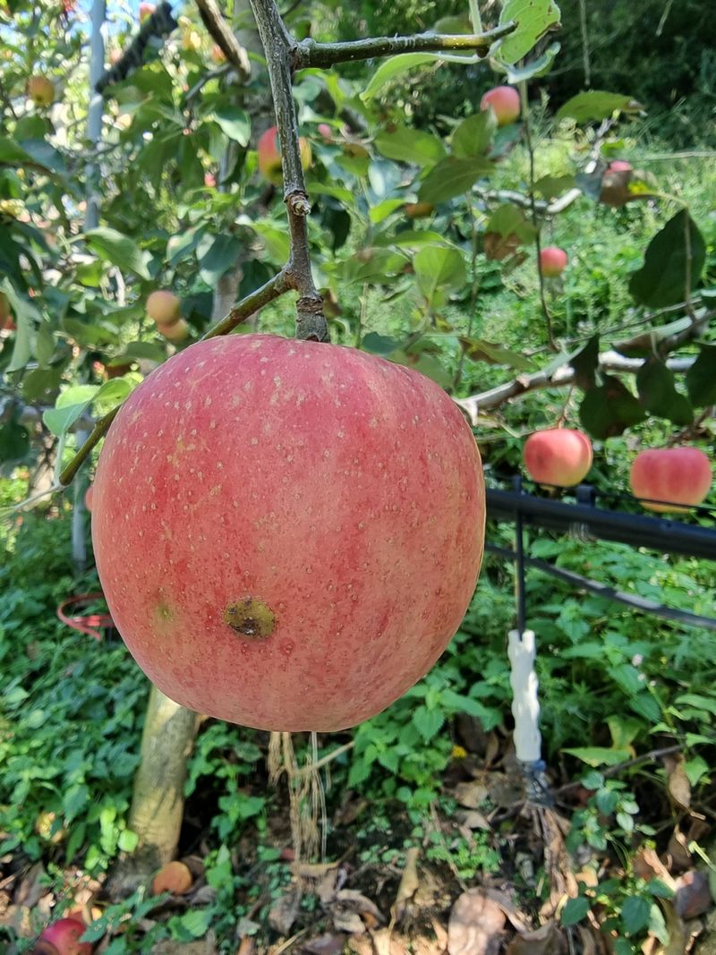 호랑이와인성이님의 장터 판매 상품 [홍로10kg5만원] 첨부 사진