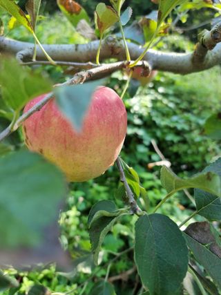 호랑이와인성이님의 작성글 사진