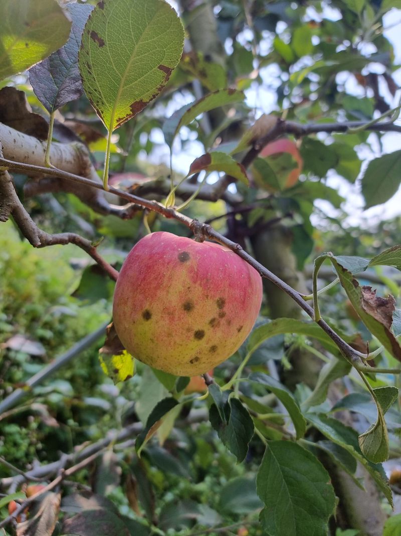 호랑이와인성이님의 장터 판매 상품 [홍로10kg5만원] 첨부 사진