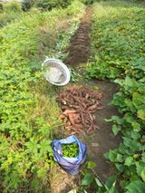 팜모닝 고구마·영농일지 게시글 이미지