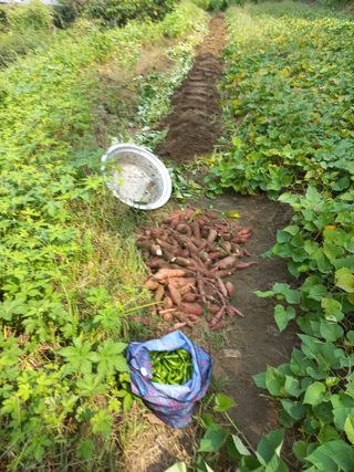 사무니님의 고구마 · 영농일지 작성글 사진