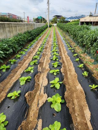 김시내 님의 배추 · 파종•정식 작성글 사진
