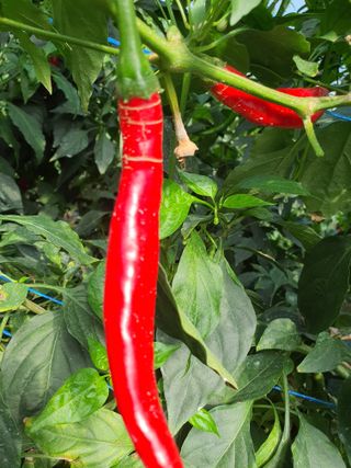 심재욱님의 고추 · 병해충상담 작성글 사진